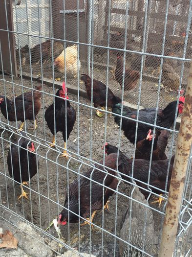 IMG_1147 - 01 gaini tineret2015