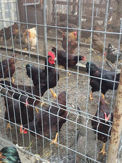 IMG_1148 - 01 gaini tineret2015