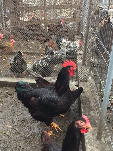 IMG_1152 - 01 gaini tineret2015