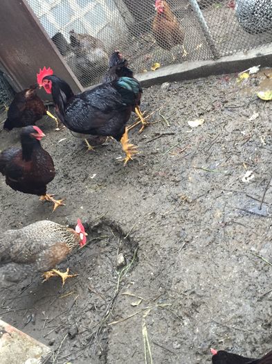 IMG_1159 - 01 gaini tineret2015