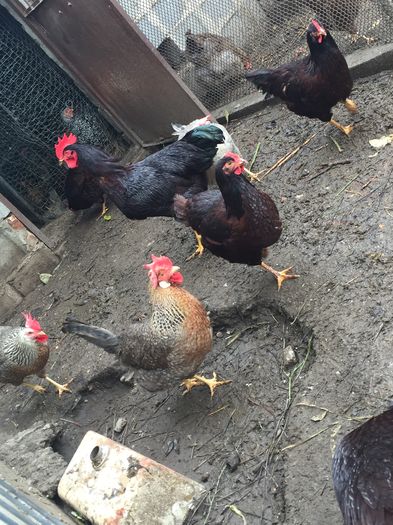 IMG_1160 - 01 gaini tineret2015