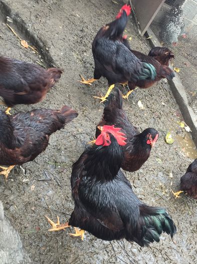 IMG_1175 - 01 gaini tineret2015