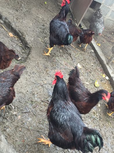 IMG_1176 - 01 gaini tineret2015