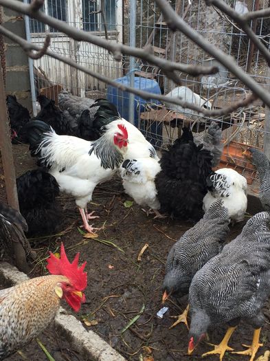 IMG_1194 - 01 gaini tineret2015