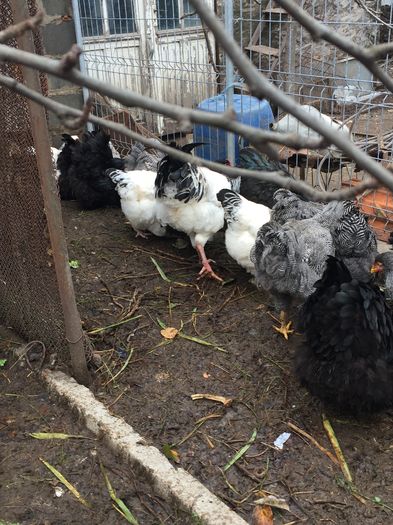 IMG_1204 - 01 gaini tineret2015