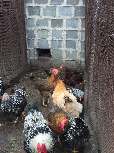 IMG_1205 - 01 gaini tineret2015