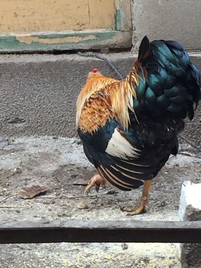 IMG_1212 - 01 gaini tineret2015