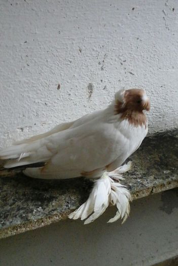 070 - Jucatorii de Botosani
