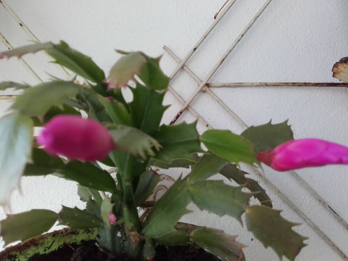 20151129_131039 - Schlumbergera