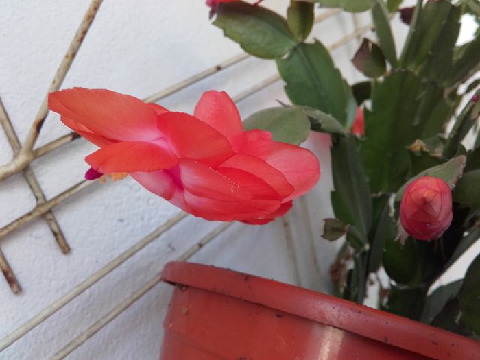 20151129_130939 - Schlumbergera