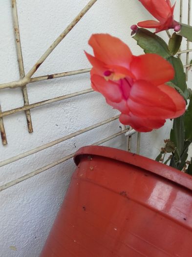 20151129_130914 - Schlumbergera