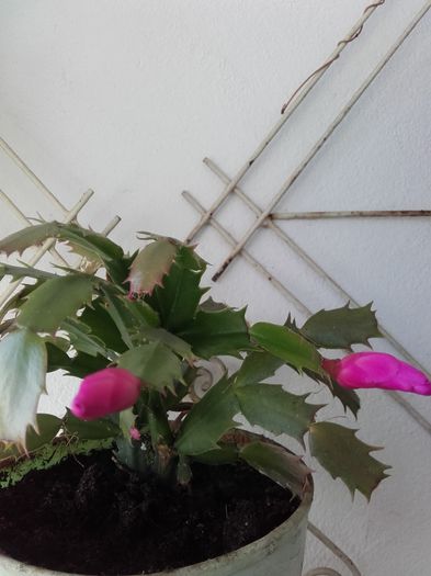 20151129_130846 - Schlumbergera