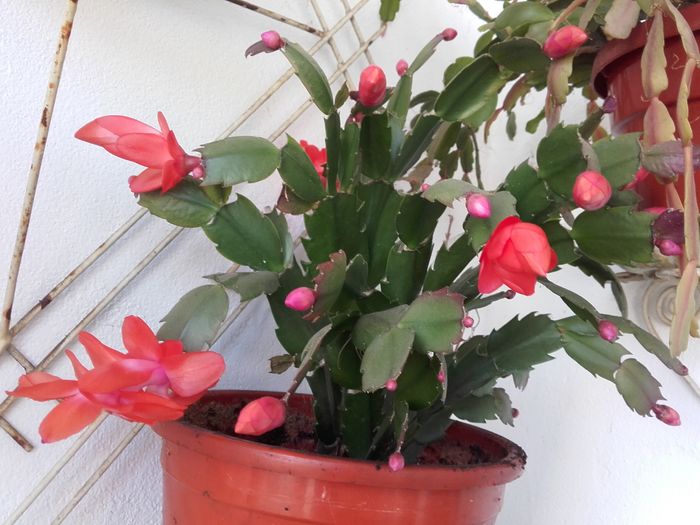 20151129_131005 - Schlumbergera