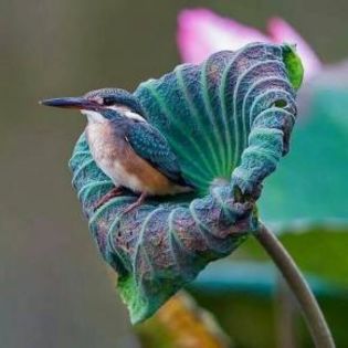 669932_1b120fea1cac01ef58b1932292ba1d57_mdsq - BIRDS