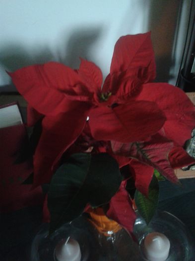 20151129_141233 - BUN VENIT IN MAGIA  ANOTIMPULUI ALB