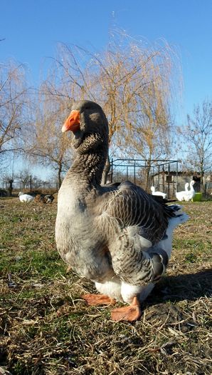 SAM_8387 - Toulouse ganse 2015-16