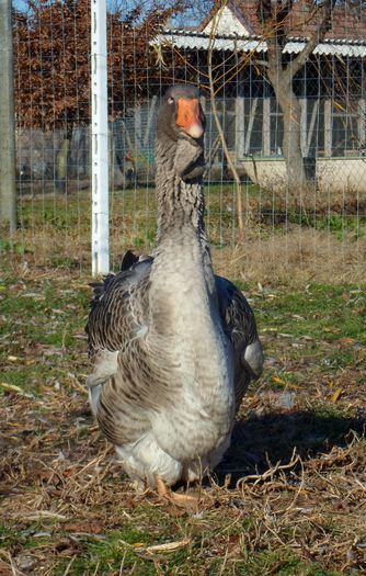 SAM_8383 - Toulouse ganse 2015-16
