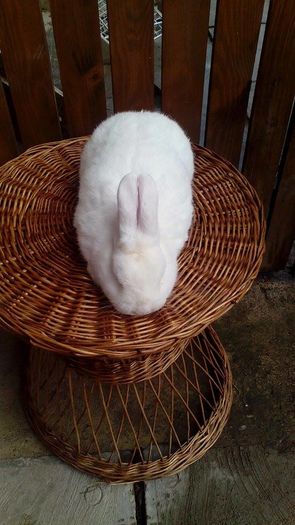 12312319_978749328862886_1167271403_n