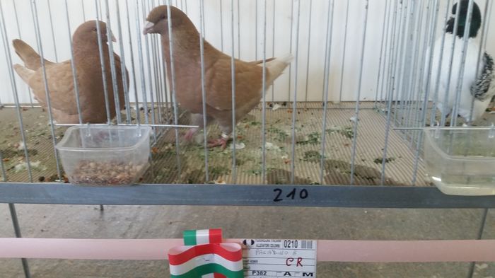 20151129_102927 - CAMPIONI EXPO  ASOCIAZIONE COLUMBOFILA LAZIALE UNITE  2015
