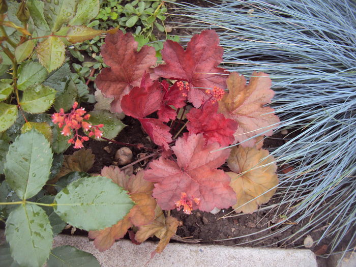DSC01206 - 2016 Heuchera