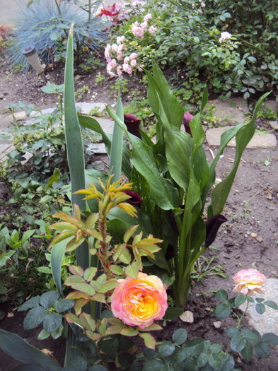 DSC01222 - 2015 Gradina