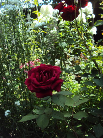 DSC02185