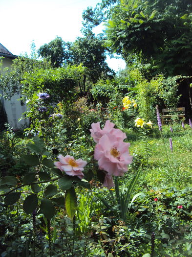 DSC02182 - 2015 Gradina