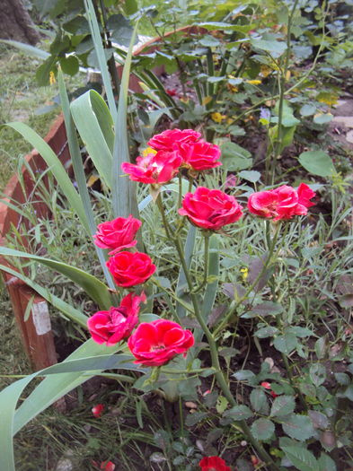 DSC02190 - 2015 Gradina