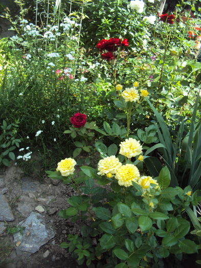 DSC02186 - 2015 Gradina
