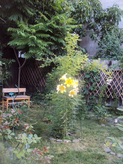 DSC02214 - 2015 Gradina