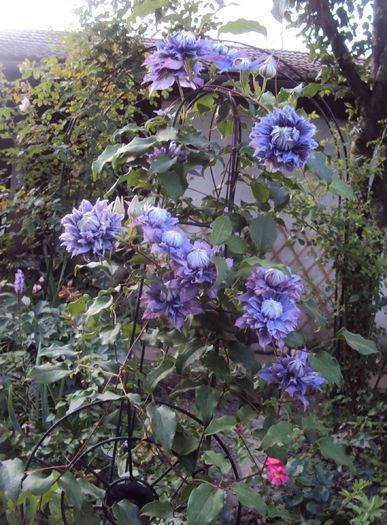 DSC02248 (2) - 2015 Gradina