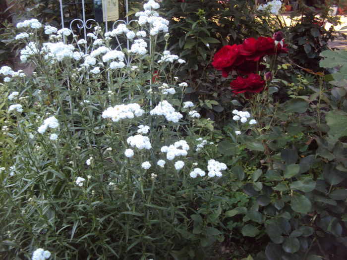 Gypsophila