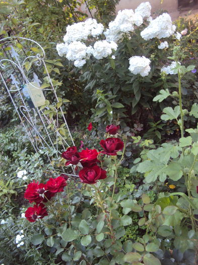 DSC02276 - 2015 Gradina