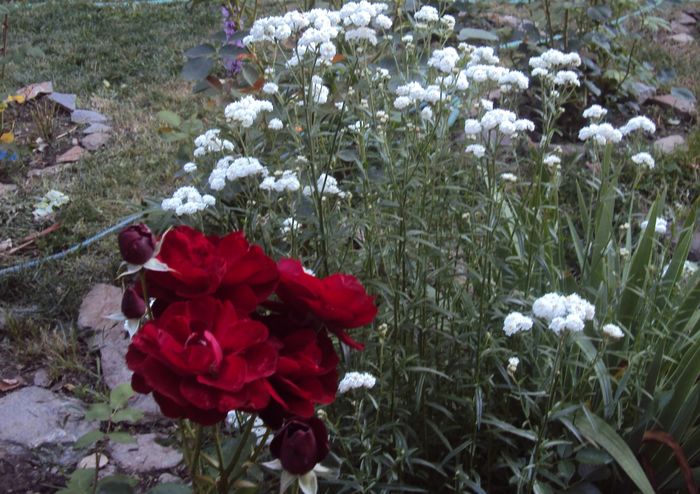 DSC02277 - 2015 Gradina