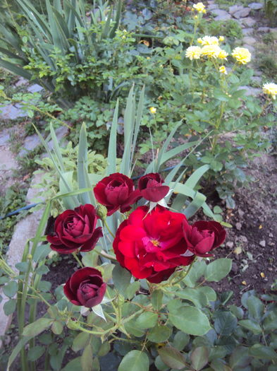 DSC02284 - 2015 Gradina