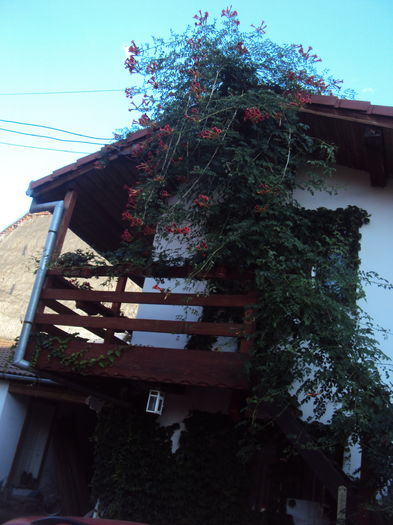 DSC02318 - 2015 Gradina