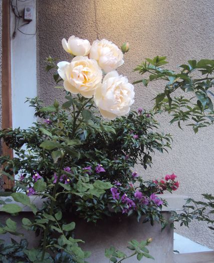 DSC02321 - 2015 Gradina