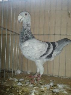 MASCUL 2014 = 94 puncte