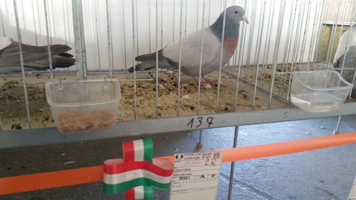 20151129_102706 - CAMPIONI EXPO  ASOCIAZIONE COLUMBOFILA LAZIALE UNITE  2015
