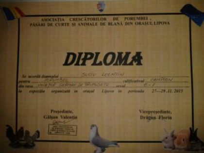 EXPO LIPOVA 2015 diploma - TROFE OBTINUTE