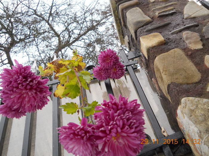 padure 2015 030 - 21 APICULTURA 2015