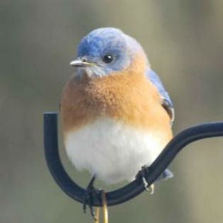 670181_d52f4867885a4607714d370aa7c30c26_mdsq - BIRDS