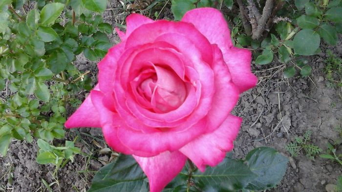 20150606_202841 - Trandafirii mei