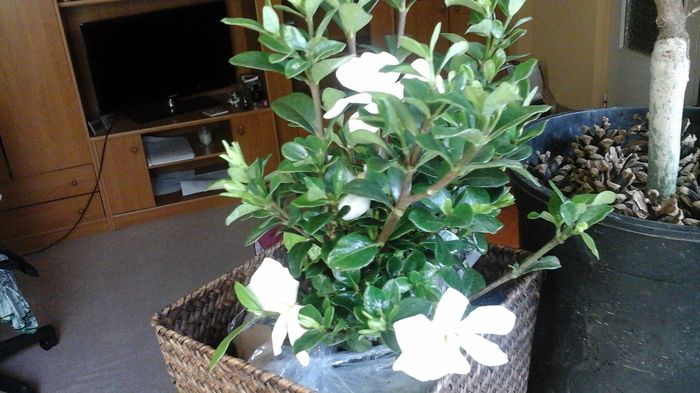 20150613_075459 - Gardenia
