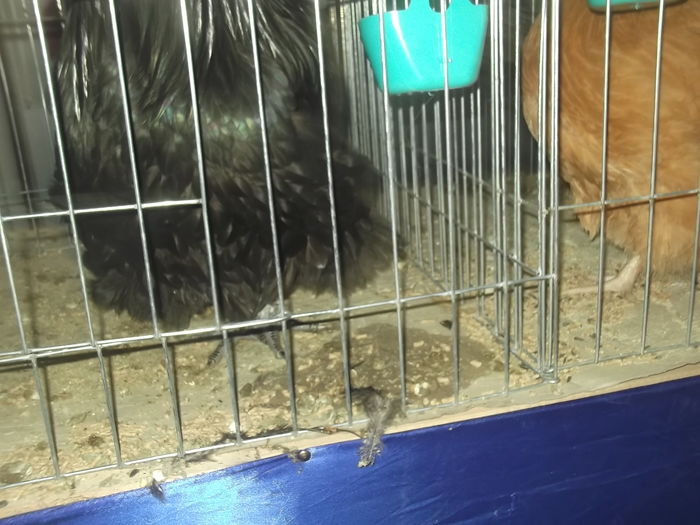 ajajajajajajajaj 057