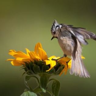 670278_30344ca4f32070b8d3458b8650d1dc02_mdsq - BIRDS