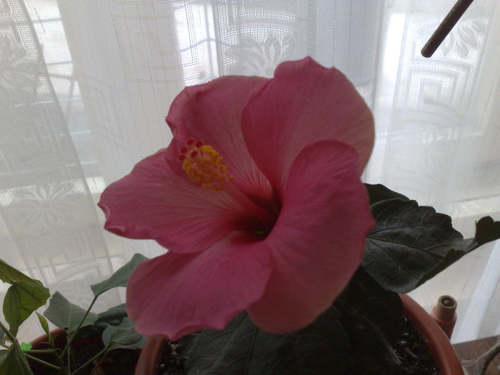  - 0 HIBISCUS 2015