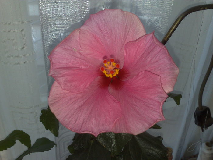  - 0 HIBISCUS 2015