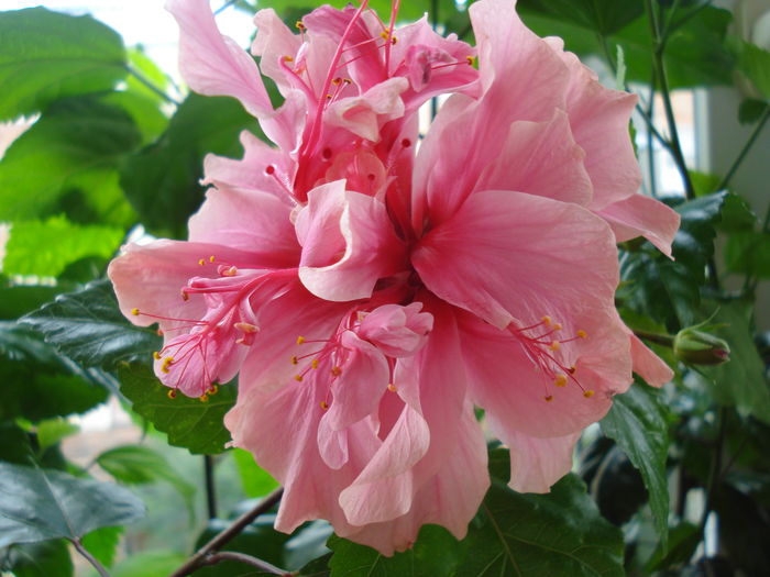 DSC01865 - Hibiscus Kona