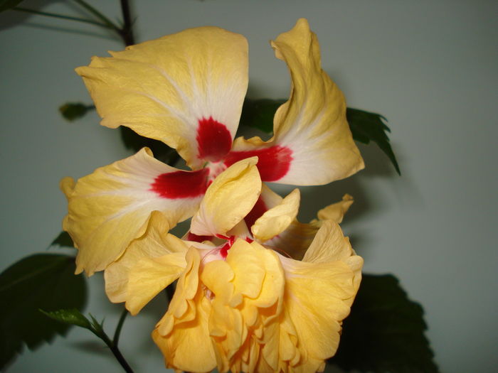 El Capitolio Yellow - HIBISCUS 2015